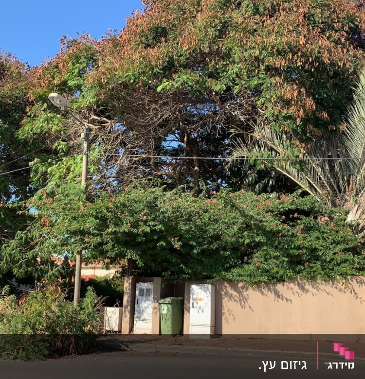 Branches and leaves on the ground after tree pruning